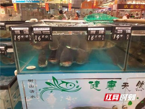 衡东 鱼翔碧水间，生态养殖绘就绿色画卷