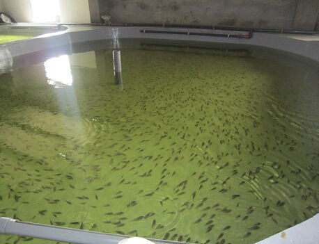 水产品养殖管理现状及市场前景调查分析