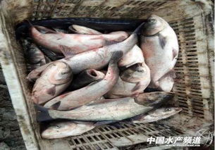 养殖病害与食品安全 水产品养殖中如何合理用药