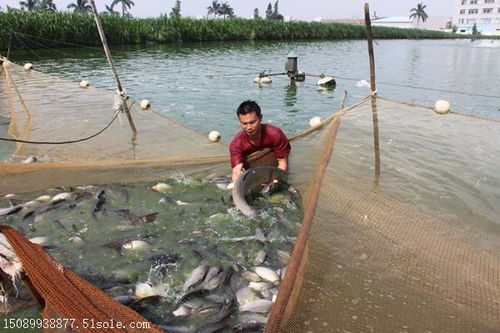 中山东升脆肉鲩 大规格批发养殖标杆——中裕脆鲩品质领航