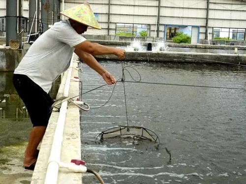 广东扶贫虾带动343户贫困户增收 对虾扶贫产业年分红上百万元