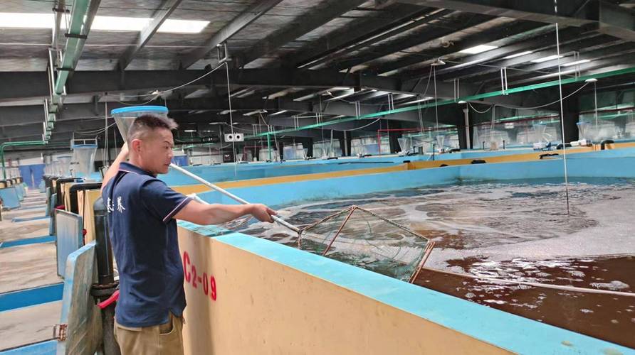 只有一根主刺,肉质鲜美 淡水"马口鱼"在汉实现规模繁育