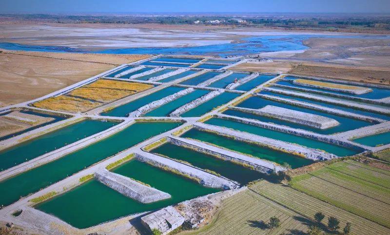 新疆沙漠中的水产养殖革命:从"荒芜"到"海鲜"的崛起